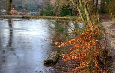 Téléchargez les photos : One of the Keston Ponds on Keston Common near the village of Keston in Kent, UK. A cold winter scene with ice on the surface of the pond. A log is in the frozen water and a bush has orange leaves. - en image libre de droit