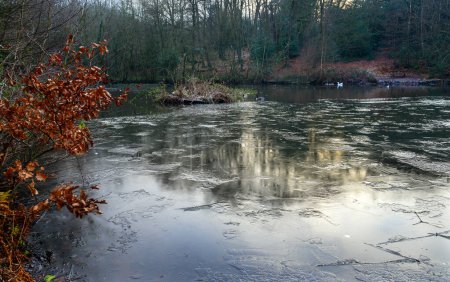 Téléchargez les photos : One of the Keston Ponds on Keston Common near the village of Keston in Kent, UK. A cold winter scene with ice on the surface of the pond. Trees and water birds in the background. - en image libre de droit