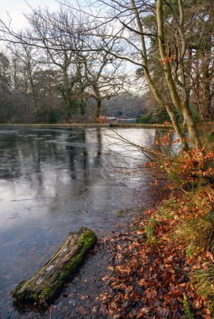 Téléchargez les photos : One of the Keston Ponds on Keston Common near the village of Keston in Kent, UK. A cold winter scene with ice on the surface of the pond. A log is in the frozen water and a bush has orange leaves. - en image libre de droit
