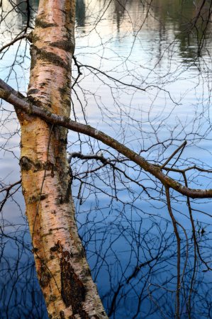 Téléchargez les photos : A tree growing out over one of the Keston Ponds on Keston Common near the village of Keston in Kent, UK. Detail of the bark and reflections of the branches in the water. - en image libre de droit