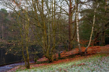 Téléchargez les photos : Keston Common near the village of Keston in Kent, UK. A cold winter scene with bare trees, red leaves on the ground and frost on the grass. One of the Keston ponds behind. - en image libre de droit