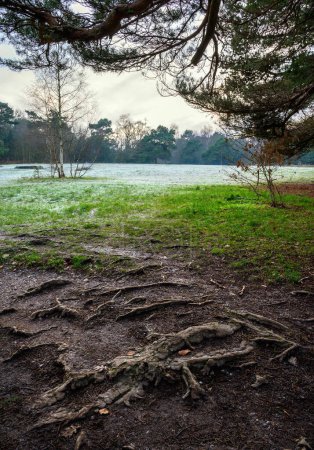 Téléchargez les photos : Keston Common near the village of Keston in Kent, UK. An open frosty grass area of the common with tree roots in the foreground. Seen in winter near the Keston Ponds. - en image libre de droit