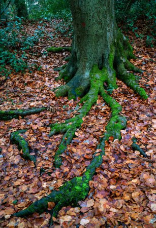 Téléchargez les photos : Keston Common near the village of Keston in Kent, UK. Tree roots covered in green moss and surrounded by red leaves. Seen in winter near the Keston Ponds. - en image libre de droit