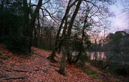 Téléchargez les photos : Keston Common near the village of Keston in Kent, UK just after sunset. A cold winter scene with bare trees and red leaves on the ground. One of the Keston ponds behind. - en image libre de droit