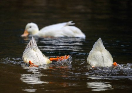 Téléchargez les photos : Trois canards avec deux plongeurs montrant leurs plumes de queue et leurs pieds. Deux canards blancs et un canard brun. Canards sur l'un des étangs Keston à Keston, Kent, Royaume-Uni. - en image libre de droit