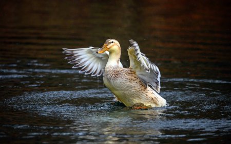 Téléchargez les photos : Un canard brun battant des ailes. Un canard sur l'un des étangs de Keston à Keston, Kent, Royaume-Uni. - en image libre de droit