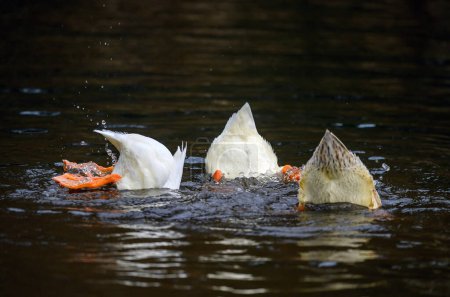 Téléchargez les photos : Trois canards plongeant montrant leurs plumes de queue et leurs pieds. Deux canards blancs et un canard brun. Canards sur l'un des étangs Keston à Keston, Kent, Royaume-Uni. - en image libre de droit