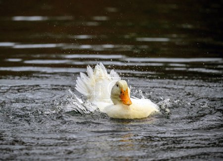 Téléchargez les photos : Un canard blanc froissant ses plumes. Un canard sur l'un des étangs de Keston à Keston, Kent, Royaume-Uni. - en image libre de droit