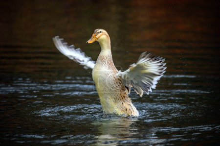 Téléchargez les photos : Un canard brun battant des ailes. Un canard sur l'un des étangs de Keston à Keston, Kent, Royaume-Uni. - en image libre de droit