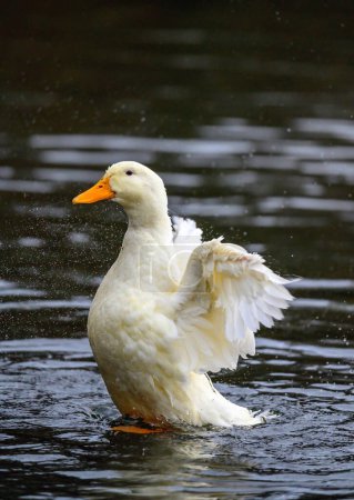 Téléchargez les photos : Un canard blanc battant des ailes. Un canard sur l'un des étangs de Keston à Keston, Kent, Royaume-Uni. - en image libre de droit
