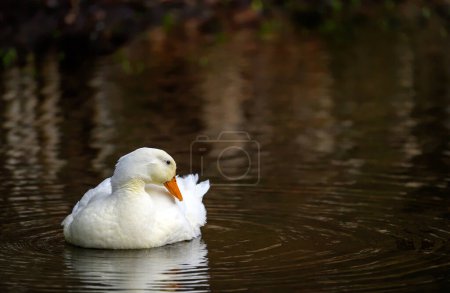 Téléchargez les photos : Un canard blanc nageant sur l'eau avec de l'espace pour copier. Un canard sur l'un des étangs de Keston à Keston, Kent, Royaume-Uni. - en image libre de droit