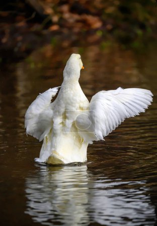 Téléchargez les photos : Un canard blanc battant ses ailes face à l'extérieur. Un canard sur l'un des étangs de Keston à Keston, Kent, Royaume-Uni. - en image libre de droit