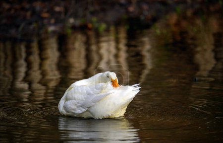 Téléchargez les photos : Un canard blanc nageant sur l'eau en préservant ses plumes de queue. Un canard sur l'un des étangs de Keston à Keston, Kent, Royaume-Uni. - en image libre de droit