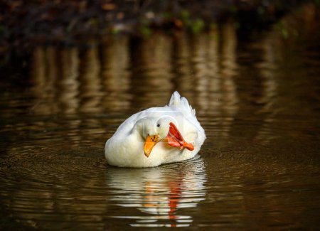Téléchargez les photos : Un canard blanc nage sur l'eau et se gratte la tête avec son pied. Un canard sur l'un des étangs de Keston à Keston, Kent, Royaume-Uni. - en image libre de droit