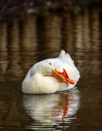 Téléchargez les photos : Un canard blanc nageant sur l'eau et touchant son bec avec son pied. Vue inhabituelle. Un canard sur l'un des étangs de Keston à Keston, Kent, Royaume-Uni. - en image libre de droit
