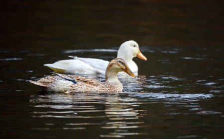 Zwei auf dem Wasser schwimmende Enten, eine braune und eine weiße Ente. Enten auf einem der Keston Ponds in Keston, Kent, Großbritannien.