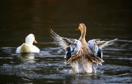 Téléchargez les photos : Un canard brun battant des ailes et un canard blanc nageant loin. Canards sur l'un des étangs Keston à Keston, Kent, Royaume-Uni. - en image libre de droit