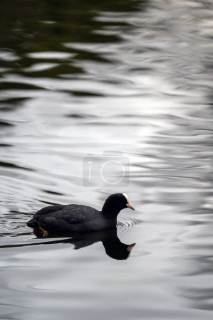 Téléchargez les photos : Une foulque nageant sur un lac avec son reflet dans l'eau. Coot (Fulica atra) sur l'un des étangs de Keston à Keston, Kent, Royaume-Uni. - en image libre de droit