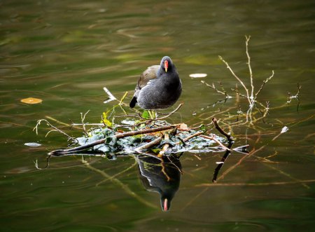Téléchargez les photos : Une poule mouillée debout sur une petite île dans un lac avec son reflet dans l'eau. Moorhen commun (Gallinula chloropus) sur l'un des étangs de Keston à Keston, Kent, Royaume-Uni. - en image libre de droit