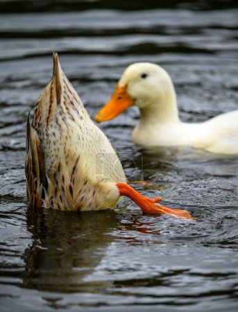 Téléchargez les photos : Une plongée de canard brun montrant ses plumes de queue et ses pieds avec un canard blanc nageant passé. Canards sur l'un des étangs Keston à Keston, Kent, Royaume-Uni. - en image libre de droit
