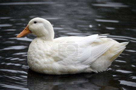 Téléchargez les photos : Un canard blanc nageant sur l'eau. Un canard sur l'un des étangs de Keston à Keston, Kent, Royaume-Uni. - en image libre de droit