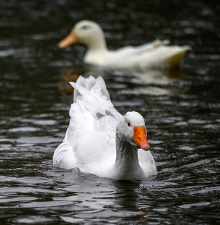 Téléchargez les photos : Une oie blanche avec un bec orange nageant sur un lac avec un canard blanc derrière. Une oie sur l'un des étangs de Keston à Keston, Kent, Royaume-Uni. - en image libre de droit