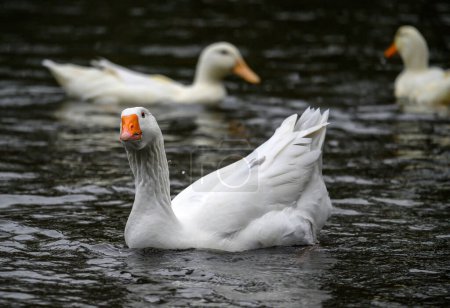 Téléchargez les photos : Une oie blanche avec un bec orange nageant sur un lac avec deux canards blancs derrière. Une oie sur l'un des étangs de Keston à Keston, Kent, Royaume-Uni. - en image libre de droit