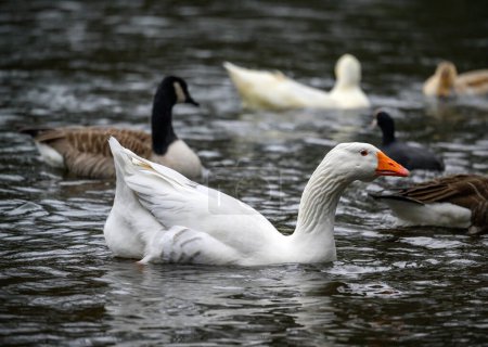 Téléchargez les photos : Une oie blanche avec un bec orange nageant sur un lac avec d'autres oiseaux aquatiques derrière. Une oie sur l'un des étangs de Keston à Keston, Kent, Royaume-Uni. - en image libre de droit