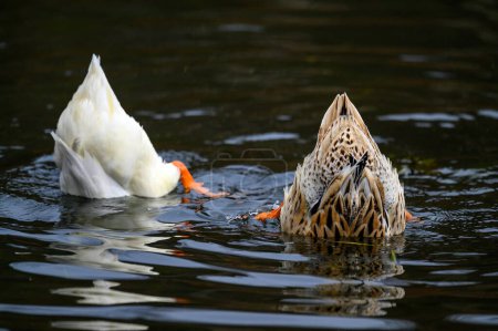 Téléchargez les photos : Deux canards plongeant montrant leurs plumes de queue et leurs pieds. Canards sur l'un des étangs Keston à Keston, Kent, Royaume-Uni. - en image libre de droit