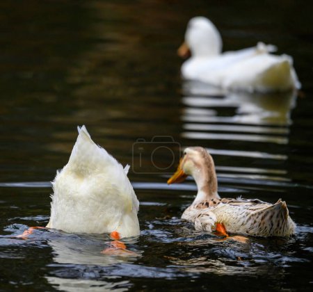 Téléchargez les photos : Trois canards avec une plongée montrant ses plumes de queue et ses pieds. Deux canards blancs et un canard brun. Canards sur l'un des étangs Keston à Keston, Kent, Royaume-Uni. - en image libre de droit