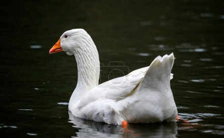 Téléchargez les photos : Une oie blanche avec un bec orange nageant sur l'eau. Une oie sur l'un des étangs de Keston à Keston, Kent, Royaume-Uni. - en image libre de droit
