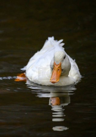 Téléchargez les photos : Un canard blanc nageant sur l'eau avec réflexion. Un canard sur l'un des étangs de Keston à Keston, Kent, Royaume-Uni. - en image libre de droit