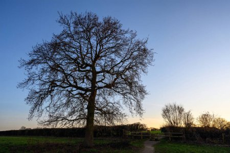 Téléchargez les photos : Silhouette of a tree with bare branches against a blue sky just before sunset. English countryside near West Wickham, Kent UK. - en image libre de droit