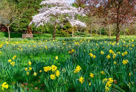 Foto de Narcisos en un parque público con árboles y un banco de parque. Flores amarillas y flores rosadas en Kelsey Park, Beckenham, Kent, Reino Unido. Hermosas flores de primavera. - Imagen libre de derechos