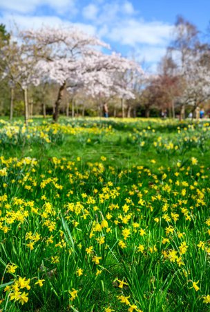 Foto de Narcisos en un parque público con árboles. Flores amarillas y flores rosadas en Kelsey Park, Beckenham, Kent, Reino Unido. Flores de primavera con foco en primer plano. - Imagen libre de derechos
