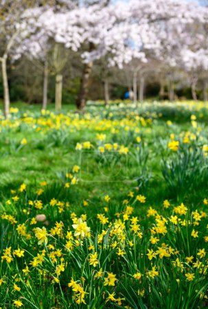 Photo for Daffodils in a public park with trees. Yellow flowers and pink blossom in Kelsey Park, Beckenham, Kent, UK. Spring flowers with foreground focus. - Royalty Free Image