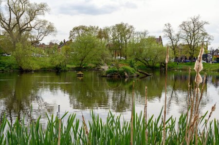 Photo for Chislehurst, Kent, UK: Prickend Pond on Chislehurst Commons with bulrushes in the foreground and Chistlehurst High Street behind. Chislehurst is in the Borough of Bromley, Greater London - Royalty Free Image