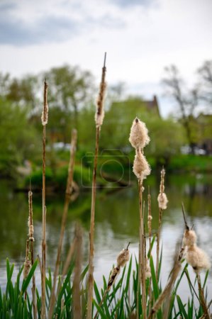 Photo for Chislehurst, Kent, UK: Prickend Pond on Chislehurst Commons with bulrushes in the foreground and Chistlehurst High Street behind. Chislehurst is in the Borough of Bromley, Greater London. Shallow DOF. - Royalty Free Image