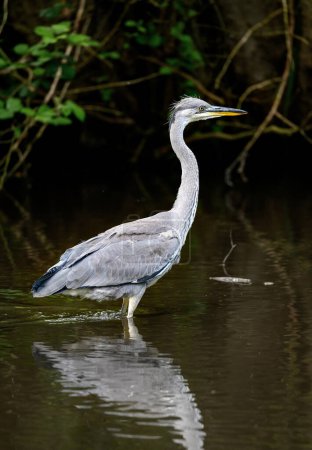 Photo for Grey heron standing in a river in Kent, UK. A heron facing right with dark background. Grey heron (Ardea cinerea) in Kelsey Park, Beckenham, Greater London. The park is famous for its herons. - Royalty Free Image