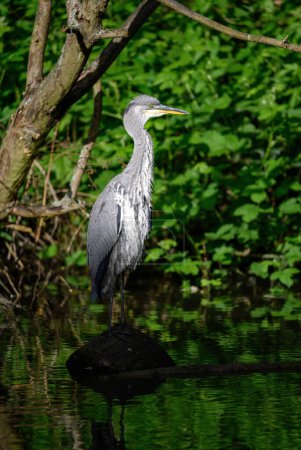 Photo for Grey heron standing on a log in a river in Kent, UK. The heron is partially illuminated. Grey heron (Ardea cinerea) in Kelsey Park, Beckenham, Greater London. The park is famous for its herons. - Royalty Free Image