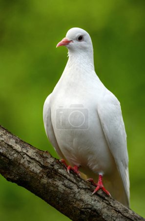 Photo for Rock dove or common pigeon or feral pigeon in Kent, UK. White dove (pigeon) sitting on a branch facing left with green background. White dove (Columba livia) in Kelsey Park, Beckenham, Greater London. - Royalty Free Image
