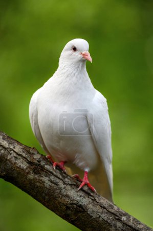 Felsentaube oder Taube oder Wildtaube in Kent, Großbritannien. Weiße Taube (Taube) sitzt auf einem Ast nach rechts mit grünem Hintergrund. Weiße Taube (Columba livia) im Kelsey Park, Beckenham, Greater London