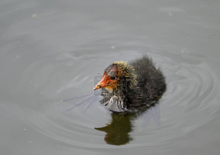 Coot chick swimming on a lake in Kent, UK. The colorful and scruffy young coot looks little like an adult coot. Coot chick (Fulica atra) in Kelsey Park, Beckenham, Greater London.