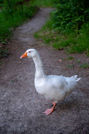 Téléchargez les photos : Une oie blanche avec un bec orange marchant sur un sentier près de Keston Ponds dans le Kent, Royaume-Uni. - en image libre de droit