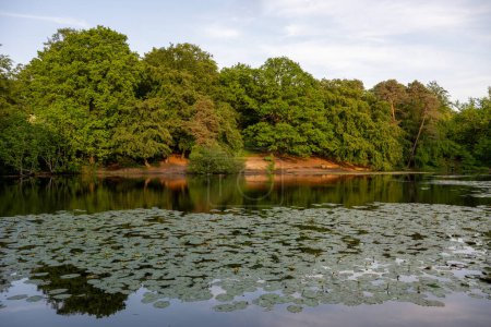 Téléchargez les photos : L'un des étangs Keston dans le Kent, Royaume-Uni avec des lis à la surface de l'eau. La lumière du soleil du soir illumine le bord du lac et les bois. - en image libre de droit
