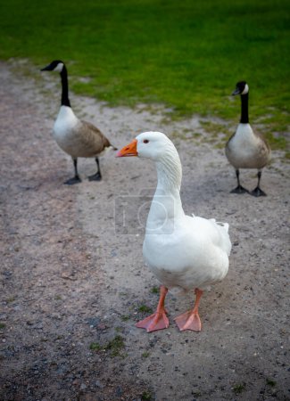 Téléchargez les photos : Une oie blanche avec un bec orange marchant sur un sentier avec deux Bernaches du Canada. Vu près de Keston Ponds dans le Kent, Royaume-Uni. - en image libre de droit