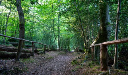 Téléchargez les photos : Un sentier à travers les bois sur Keston Common près de Keston Ponds dans le Kent, Royaume-Uni. - en image libre de droit