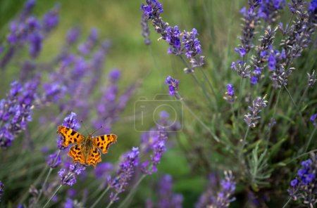 El primer plano de la mariposa anaranjada sobre la planta de lavanda en el campo. Flores púrpuras con un insecto. Orientación al paisaje sin cielo.