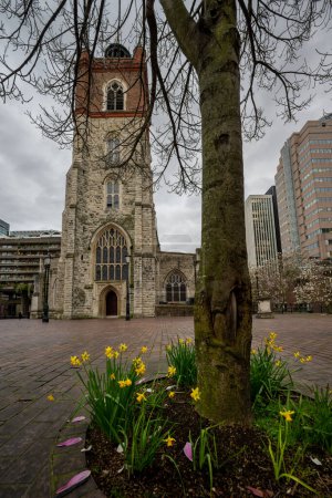 London, UK: St Giles Cripplegate, a gothic-style church located on the Barbican Estate in the City of London with daffodils and a tree in the foreground.