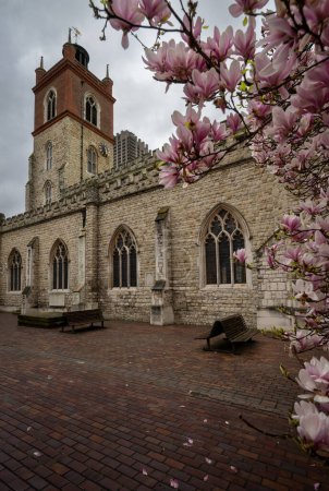 London, UK: St Giles Cripplegate, a gothic-style church located on the Barbican Estate in the City of London with a magnolia tree in the foreground.